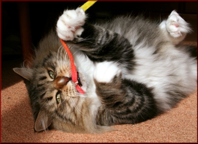 FIFe International Champion D* Tscharodeika's Akindin